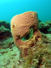 The Stone Mask