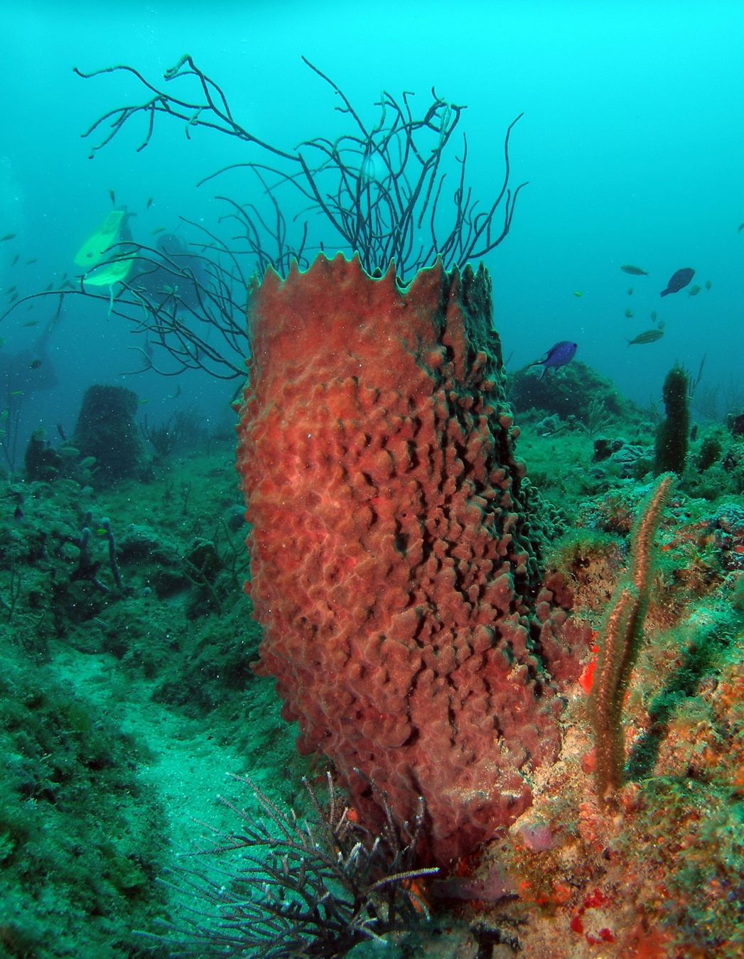 Reef Barrel Garden