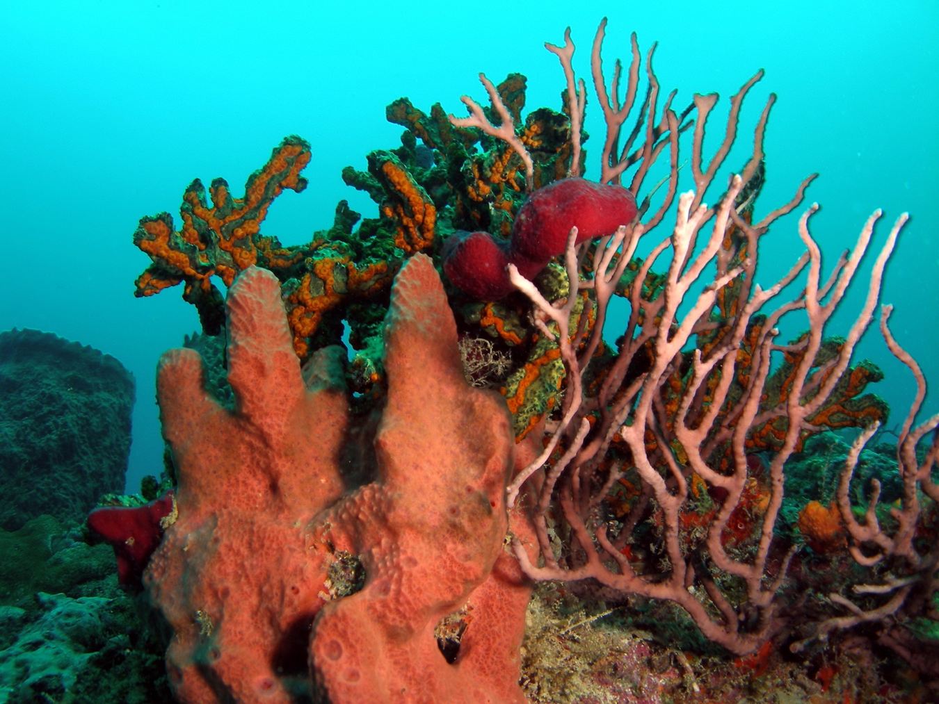 Coral Garden in Bloom