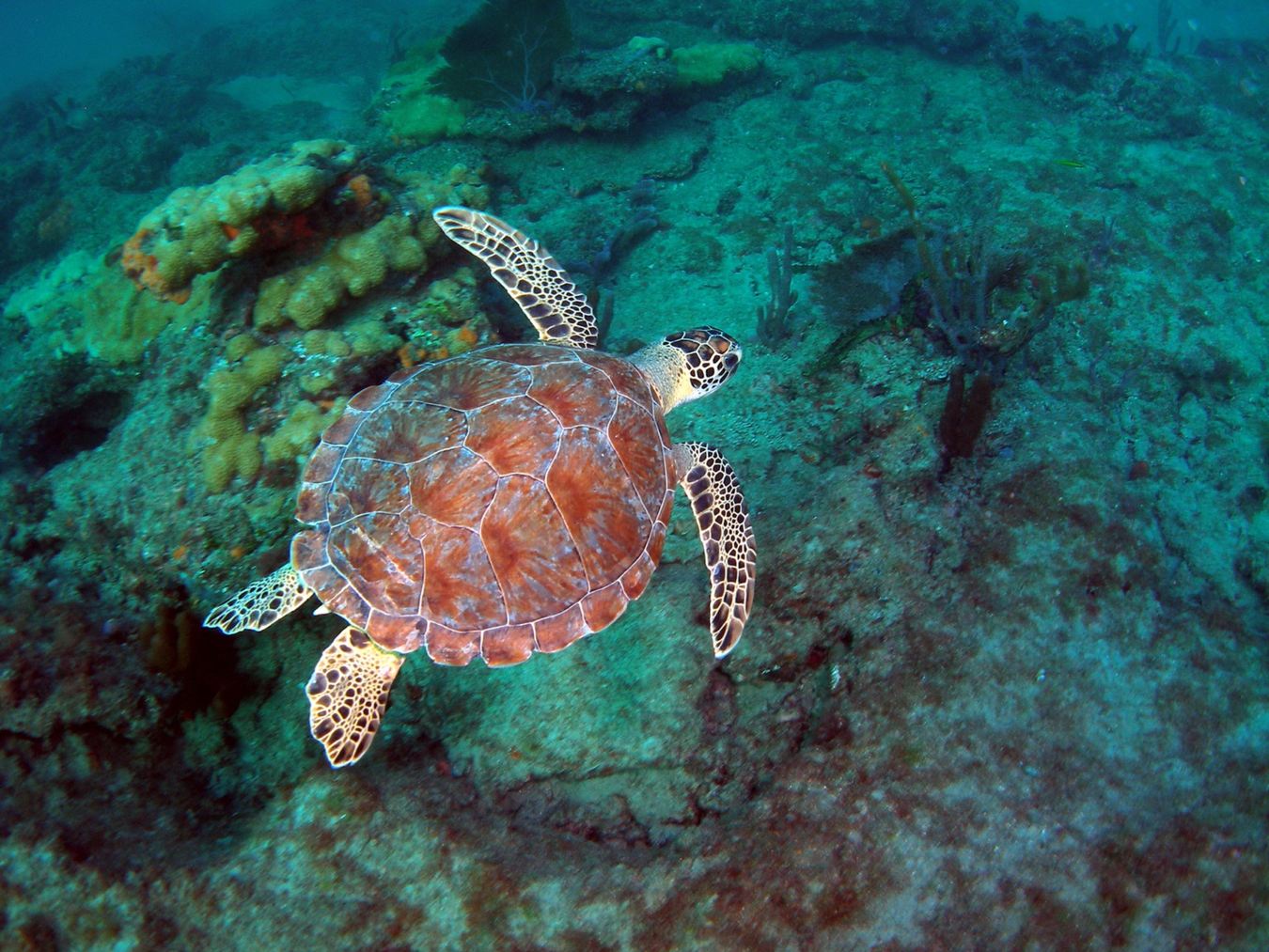 Loggerhead Sea turtle