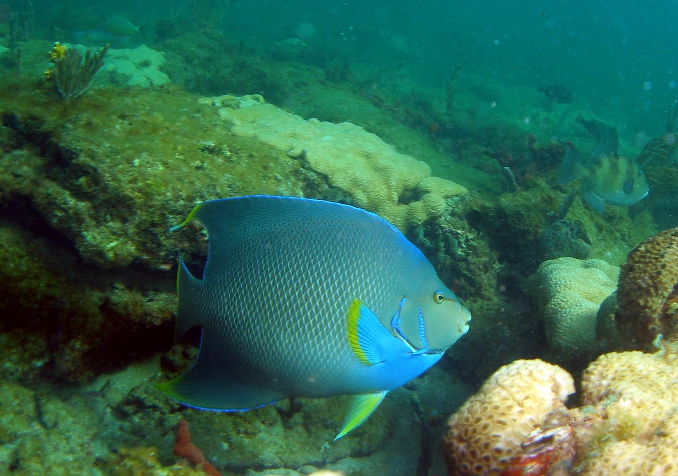 Blue Angelfish — Colors in Motion