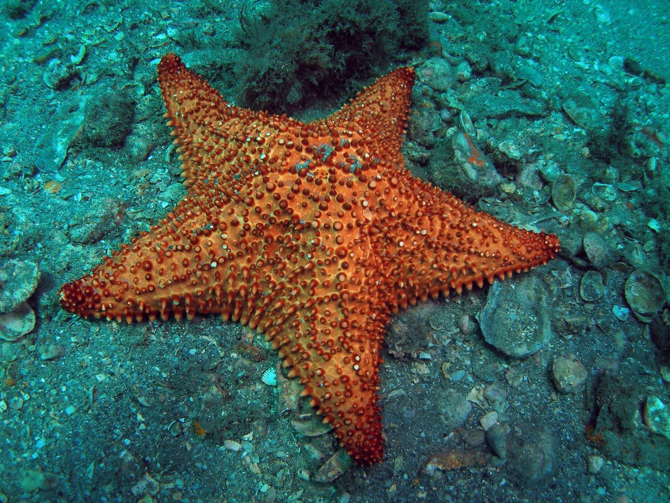Cushion Sea Star — Orange Star of the Reef