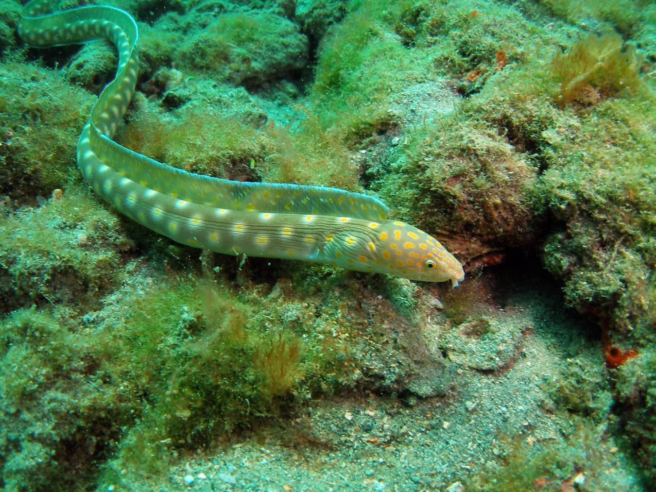 Spotted Snake Eel — Gliding Across the Reef