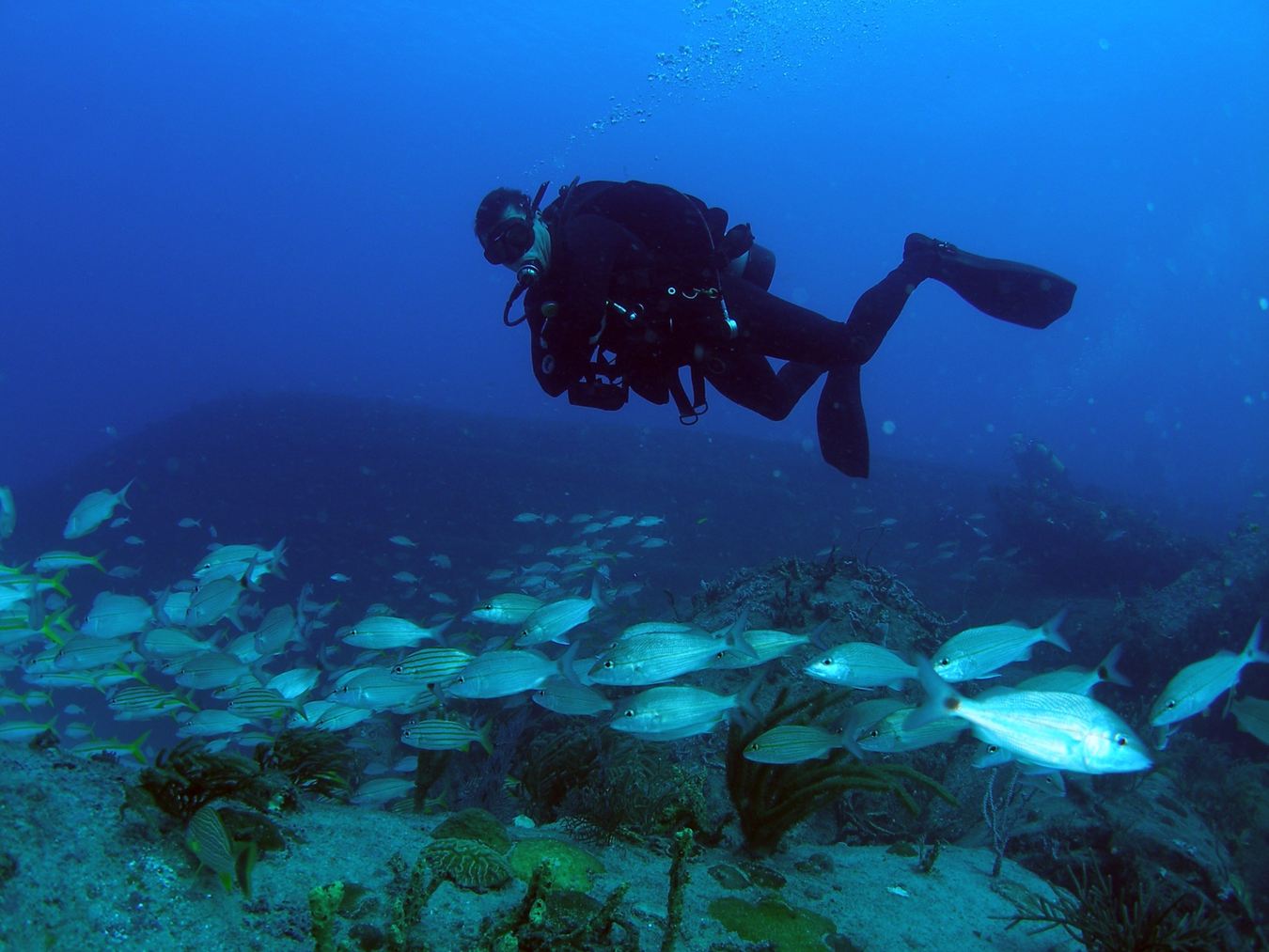 Into the Blue