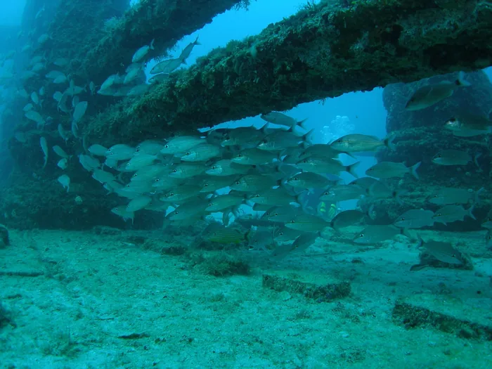 School of fish at Neptune Memorial Reef